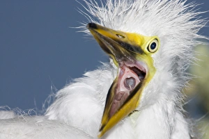 Beak Prints: USA, Florida, St. Augustine. Close-up of great egret chick starting a yawn. Credit as