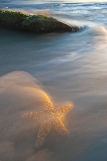Fish Prints: USA, Florida, St. Augustine. Credit as: Nancy Rotenberg / Jaynes Gallery / DanitaDelimont