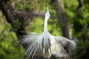 Plumage Prints: USA, Florida, St. Augustine. Egret displaying breeding plumage