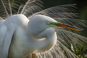Images Dated 17th April 2007: USA, Florida, St. Augustine. Great egret close-up