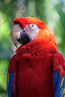 Parrot Prints: USA, Florida, St. Augustine. Parrott with very colorful feathers