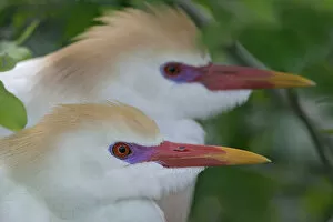 Images Dated 1st January 1980: USA, Florida, St. Augustine. Portrait of two cattle egrets in breeding plumage at St