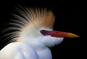 Art Morris Prints: USA, Florida, St. Augustine. Portrait of cattle egret in breeding plumage at St