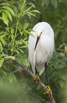 USA, Florida, St. Augustine. Snowy egret perches on tree limb above its nest. Credit as