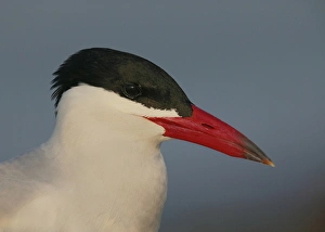 Largest Prints: USA, Florida, St. Petersburg, Fort DeSoto Park. Side portrait of a Caspian terns head