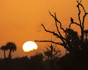 Cabbage Palm Prints: USA, Florida. Sun rising over the Orlando Wetlands Park