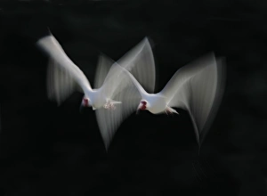 Tampa Bay Prints: USA, Florida, Tampa Bay, Alafia Bank. White ibis pair blurred in flight