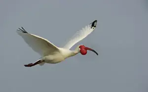 Tampa Bay Prints: USA, Florida, Tampa Bay. Flying white ibis in breeding plumage. (Digital Composite)
