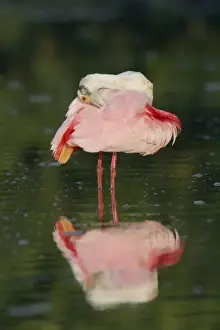 Bubble Prints: USA, Florida, Tampa Bay. Roseate spoonbill preens in dark green water