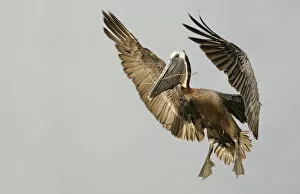 Images Dated 2004 July: USA, Florida, Tierra Verde, Little Bird Key. Brown pelican flying with nest-building material