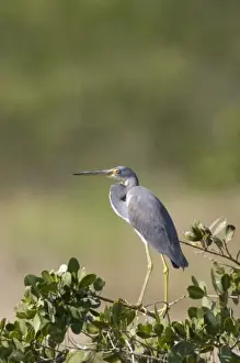 Specie Prints: USA - Florida - Tricolored Heron at Merritt Island National Wildlife Refuge