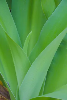 Images Dated 2019 October: USA, Florida. Tropical foliage detail