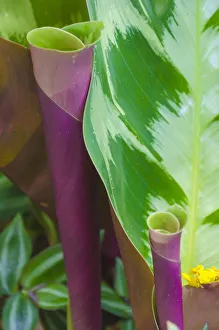 Images Dated 2019 October: USA, Florida. Tropical foliage detail