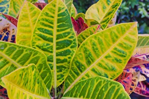 Images Dated 2019 October: USA, Florida. Tropical foliage detail