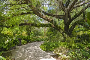 Images Dated 2019 October: USA, Florida. Tropical garden with palm trees and living oak covered in Spanish moss