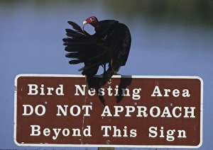 Preening Prints: USA, Florida. Turkey vulture preens its feathers on a bird nesting caution sign. Credit as