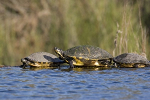 Images Dated 1st March 2008: USA - Florida - Turtles lined up at edge of pond