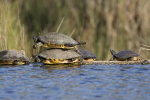 Funny Prints: USA - Florida - Turtles lined up at edge of pond, one on top of another