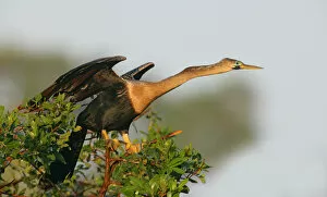 Images Dated 22nd February 2006: USA, Florida, Venice. Anhinga female leaning forward ready to take flight at the Venice Rookery