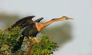 USA, Florida, Venice. Anhinga female leaning forward ready to take flight at the Venice Rookery