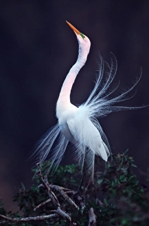 Images Dated 13th August 2012: USA, Florida, Venice, Venice Rookery. Great white egret courtship display at sunrise