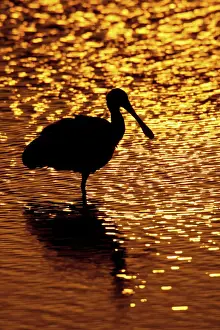 Shimmer Prints: USA, Florida, Vierra Wetlands. Silhouette of roseate spoonbill standing in water at sunset