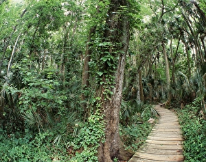 Boardwalk Prints: USA, Florida, View of Ocala National Forest