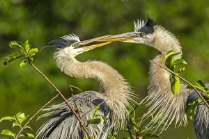 Mating Prints: USA, Florida, Wakodahatchee Wetlands. Great blue herons in mating behavior