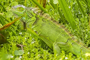 Images Dated 12th May 2020: USA, Florida, Wakodahatchee Wetlands. Green iguana close-up