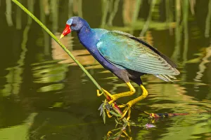 Images Dated 12th May 2020: USA, Florida, Wakodahatchee Wetlands. Purple gallinule foraging for nesting material