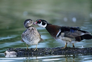 Parenting Prints: USA, Florida. Wood duck interacts with young offspring