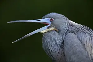 Yawning Prints: USA, Florida. Yawning tricolored heron in breeding plumage