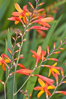 Images Dated 27th October 2005: USA. Flowers near Pacific Coast Highway in northern California