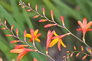 Images Dated 27th October 2005: USA. Flowers near Pacific Coast Highway in northern California