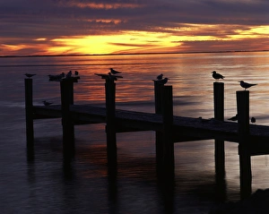 Large Group Of Animals Prints: USA, Fort Myers, View of birds on pier at sunset