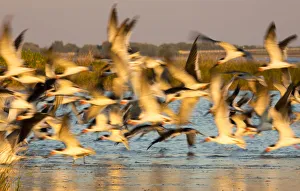 USA, Fort De Soto Park, Pinellas County, St