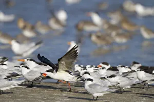 Sandpiper Prints: USA, Fort De Soto Park, Pinellas County