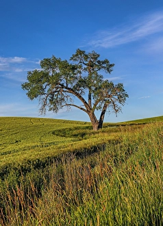 Images Dated 29th June 2024: USA, Garfield, Washington State. Scenic field