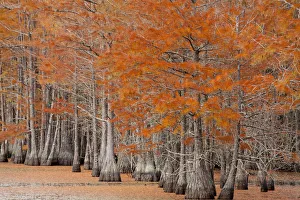 Needle Prints: USA, George Smith State Park, Georgia. Fall cypress trees