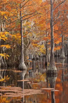Images Dated 13th November 2017: USA, George Smith State Park, Georgia. Fall cypress trees with wood duck box