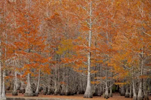 Images Dated 12th November 2017: USA, George Smith State Park, Georgia. Fall cypress trees