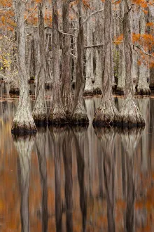 Images Dated 12th November 2017: USA, George Smith State Park, Georgia. Fall cypress trees