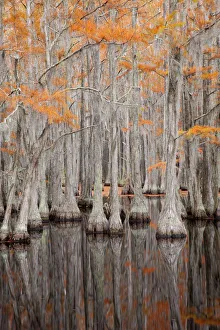 Images Dated 12th November 2017: USA, George Smith State Park, Georgia. Fall cypress trees