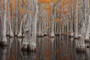 Images Dated 12th November 2017: USA, George Smith State Park, Georgia. Fall cypress trees