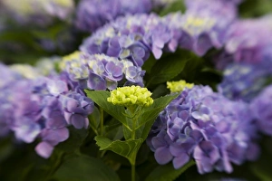 Images Dated 1st June 2007: USA; Georgia; Absract of hydrangeas blooming in a Savannah garden
