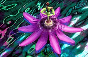 Images Dated 13th August 2007: USA, Georgia, Alpharetta. Detail of passion flower on stained glass. Credit as: Charles R