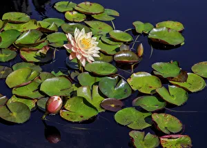 Atlanta Prints: USA, Georgia, Atlanta. Yellow water lily and pads on pond