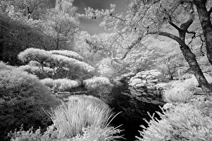 Infrared Prints: USA, Georgia, Ball Ground. Infrared of trees and shrubs around a pond