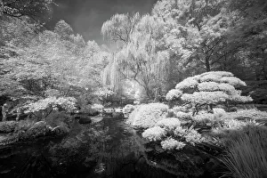 Infrared Prints: USA, Georgia, Ball Ground. Infrared of trees and shrubs around a pond