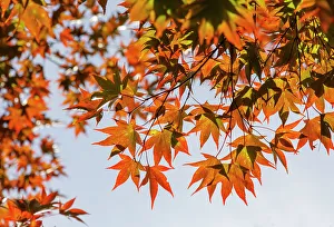 View From Below Prints: USA, Georgia, Ball Ground. Looking up at backlit orange leaves